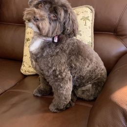 Havanese All Grown Up from HavtaHavRhavanese