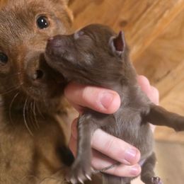 Chocolate-brown boy - Chocolate male Schipperke puppy in Randsburg, California from Light's Family Farm & Schipperke Ranch