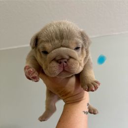 Torres - Lilac tri-color male Bulldog puppy in Hernando, Mississippi from Blues City Bulldogs