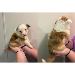 Male 1 - Sable merle male Border Collie puppy in Asheboro, North Carolina from Coble Kennels