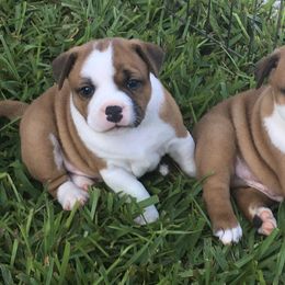 Staffordshire Bull Terrier Puppies from Rockstaff Staffords