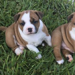 Staffordshire Bull Terrier Puppies from Rockstaff Staffords