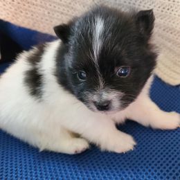 Sapphire - Black parti female Pomeranian puppy in Bellevue, Iowa from Fluffy Wonders Poms and Doodles