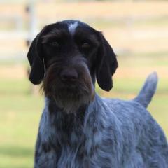 Storm - German Wirehaired Pointer