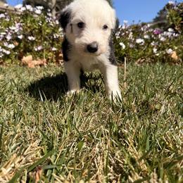 Rose - Black and white female Old English Sheepdog puppy in Acton, California from Fab OES
