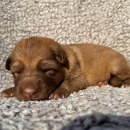 Fate - Liver female German Shepherd puppy in Lebanon County, Pennsylvania from Regalimage