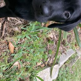 Labrador Retrievers from XOM Retrievers