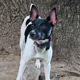 Freyja - Rat Terrier