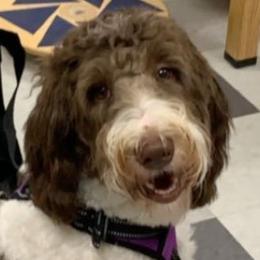 Ellie - Goldendoodle