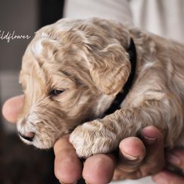 Goldendoodle Puppies from Wildflower Doodles