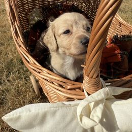 Autumn - Cream female Dachshund puppy in Pontotoc, Mississippi from Toddy Kennels