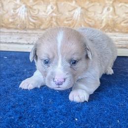 Almanzo Wilder - Fawn merle male American Corgi puppy in Shawnee, Oklahoma from Sunray Ranch