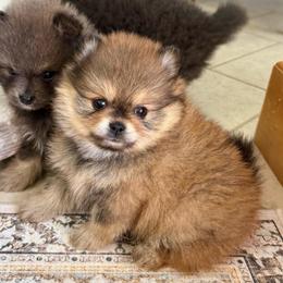 Maple - Red sable female Pomeranian puppy in Raymondville, Missouri from Pampered Pomskies