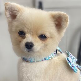 Pomeranians from Chaos Central Valley