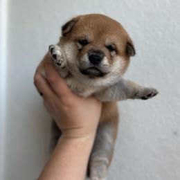 Android 18 - Red female Shiba Inu puppy in Texas from Southern Shibas