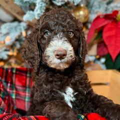 Hibiscus Tea - Brown Double Doodle puppy in Palmetto Bay, Florida from Coral Gables Doodles
