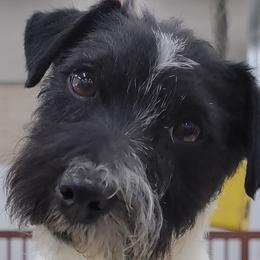 Dori - Russell Terrier
