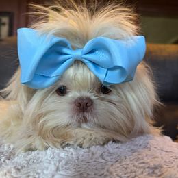 Pearl - Shih Tzu