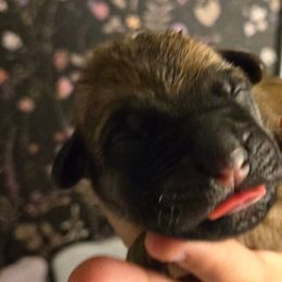 GATORADE - Fawn male Cane Corso puppy in St. Augustine, Florida from RG2 Cane Corsos