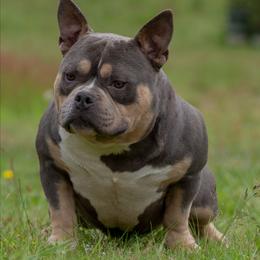 Ras - Blue tri-color male American Bully puppy in Puyallup, Washington from Gamer Bullyz