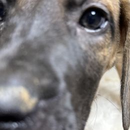 Grayson - Fawn male Great Dane puppy in Hutchinson, Kansas from Dappled Danes