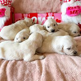 Golden Retriever puppies from Sierra View English Creams