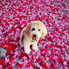 Double Doodle Puppies from Lionheart Doodles