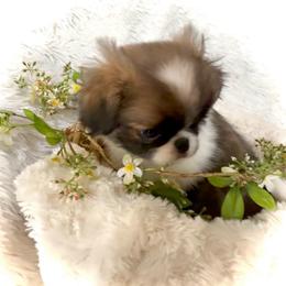 Magnolia (aka Lucy) - Sable and white female Japanese Chin puppy in Davisville, Missouri from Uniquely Yours, Shelly’s Japanese Chins