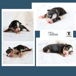 Teton -BTM2 - Black tri male Toy Australian Shepherd puppy in Nacogdoches, Texas from TK Standard, Mini, & Toy Aussies