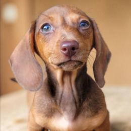 Carmella - Chocolate female Dachshund puppy in Mountain Grove, Missouri from Blueprint K9 Dachshunds- www.BlueprintK9.com
