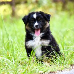 Miniature American Shepherd and Miniature Australian Shepherd Puppies from MarvelMAS Miniature American Shepherds