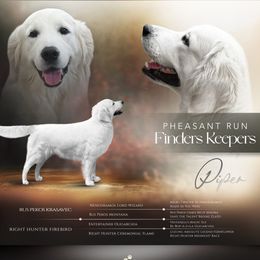 Golden Retriever puppies from All 4 Paws of Pheasant Run