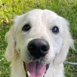 Golden Retriever All Grown Up from Vicki Wall's Golden Retrievers