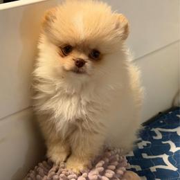 Grace - Cream female Pomeranian puppy in Newport Beach, California from Exotic City Pomeranians and chihuahuas
