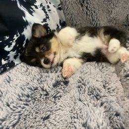 Pembroke Welsh Corgi Puppies from Ok Puppy Korral