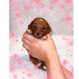 December - Red  female Goldendoodle puppy in Kissimmee, Florida from Poodle Doodle Kennels