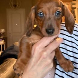 Pam - Dapple female Dachshund puppy in Sulphur Springs, Texas from Waggin Beach Paradise Doxies
