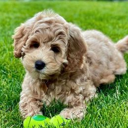Australian Labradoodles from Crimson Clover Labradoodles