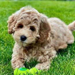 Australian Labradoodles from Crimson Clover Labradoodles