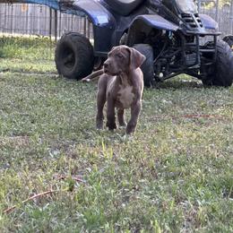 Espresso - Chocolate female Great Dane puppy in Montgomery, Texas from KD Sweet Southern Danes