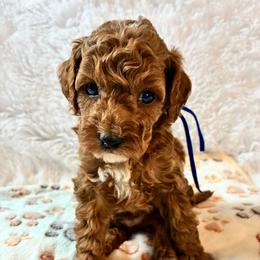 Sleepy - Red male Cockapoo puppy in Adrian, Oregon from ApplebyFarm