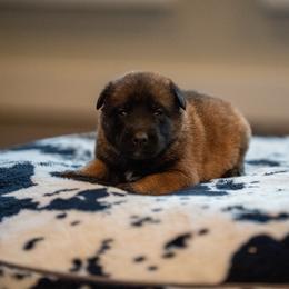 O Female 1 - Blue Collar - Yellow female Dutch Shepherd puppy in Alum Creek, West Virginia from Stay Wild K9