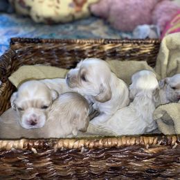 Cocker Spaniel Puppies from Taylor’s Cockerspaniels