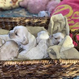 Cocker Spaniel Puppies from Taylor’s Cockerspaniels