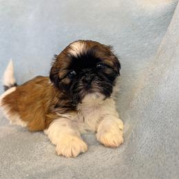 Chip - Tricolor male Shih Tzu puppy in Oak Park, California from Boodaboo Shih Tzu’s