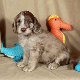Phantom - Brown merle male Aussiedoodle puppy in Colonial Beach, Virginia from Bristol Mine Kennels