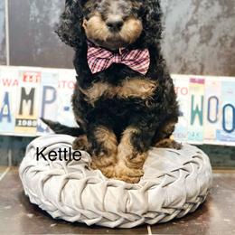 Kettle - Phantom male Goldendoodle puppy in Pasco, Washington from Camp Doodle Woods