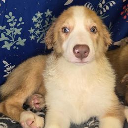 Luke - Sable merle male Border Collie puppy in Fenton, Michigan from Darrowby Border Collies