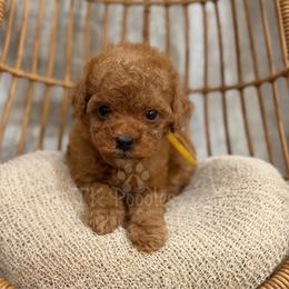 Porsche - Red  female Poodle puppy in Belleville, New Jersey from TK Poodles