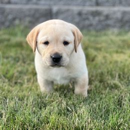 Labrador Retriever Puppies from Buena Vista Labradors
